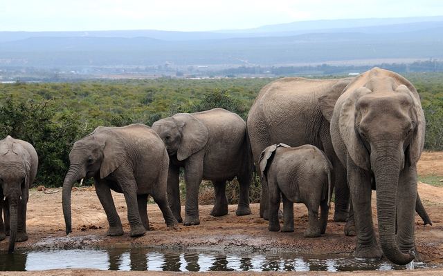 Groep olifanten drinkt bij een waterpoel in Addo Elephant Park