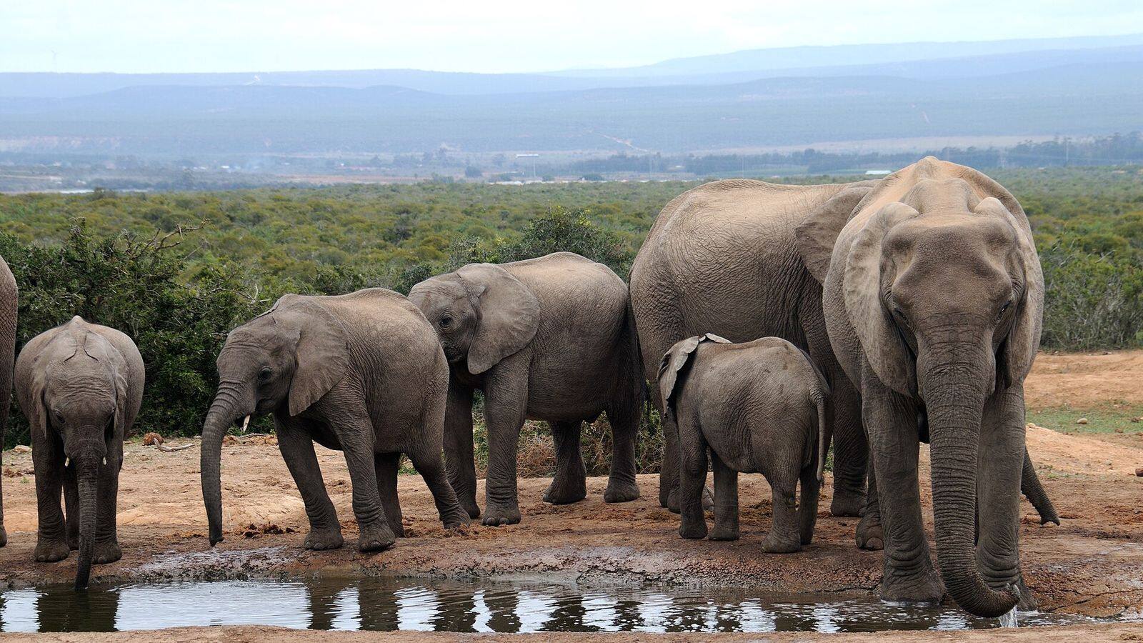 Groep olifanten drinkt bij een waterpoel in Addo Elephant Park
