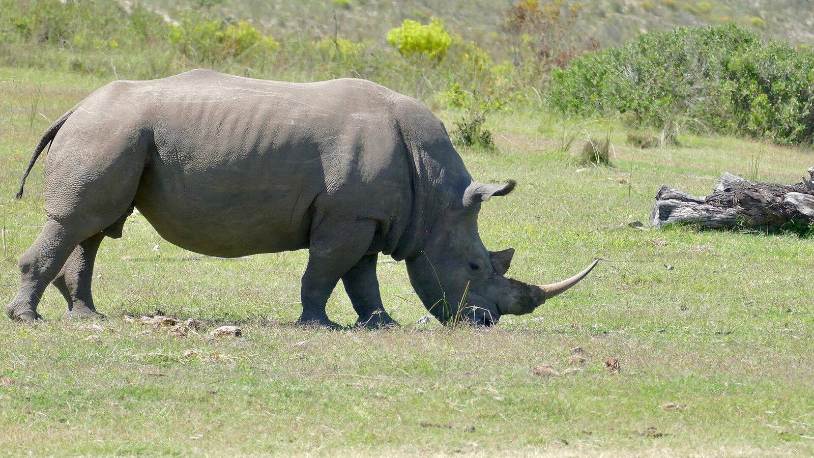 Witte neushoorn graast op een grasvlakte in Zuid-Afrika