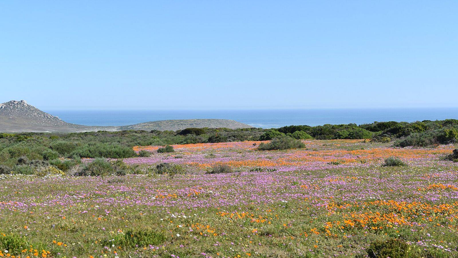 Bloeiende bloemenvelden in het Postberg-gedeelte van West Coast National Park met de lagune op de achtergrond