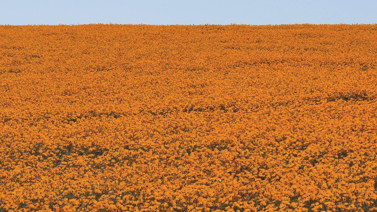 Velden vol oranje en gele madeliefjes in het Skilpad-gebied van Namaqua National Park
