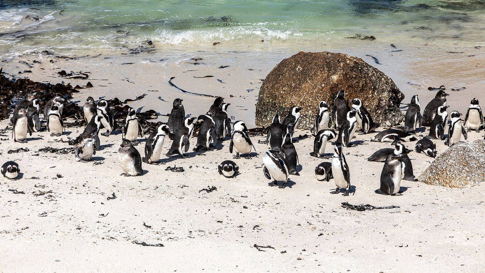Houten vlonderpad boven Foxy Beach met uitzicht op de pinguïnkolonie