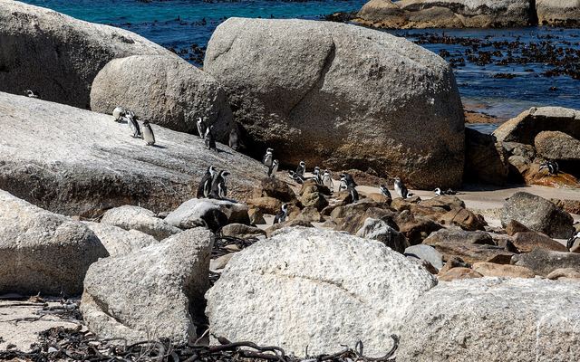 Afrikaanse pinguïns tussen de granieten rotsblokken op Boulders Beach