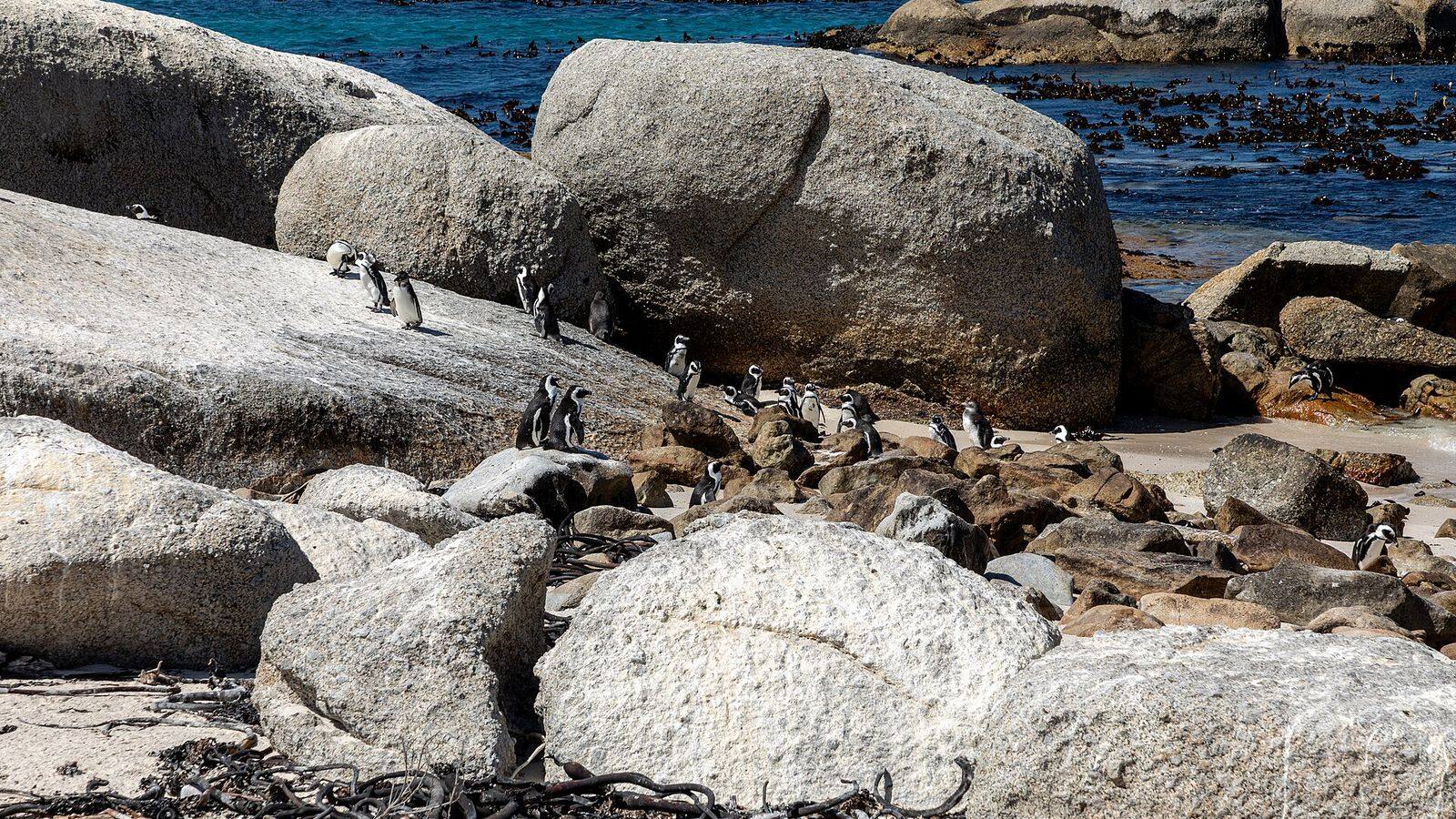 Afrikaanse pinguïns tussen de granieten rotsblokken op Boulders Beach