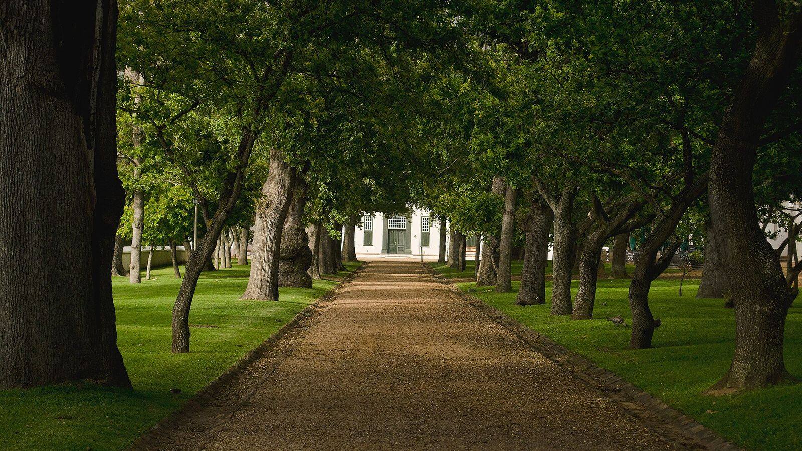 Het witte Kaaps-Hollandse landhuis van Groot Constantia tussen de wijngaarden