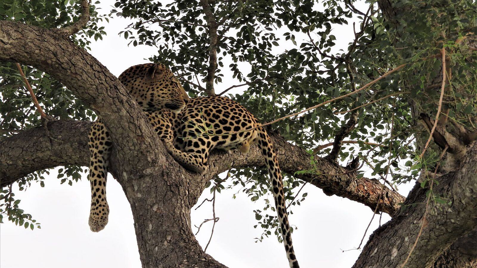 Fotograaf met telelens in een open safariwagen op zoek naar wild