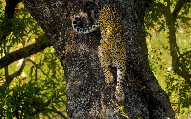 Luipaard die ontspannen op een tak ligt in een privéreservaat bij het Krugerpark