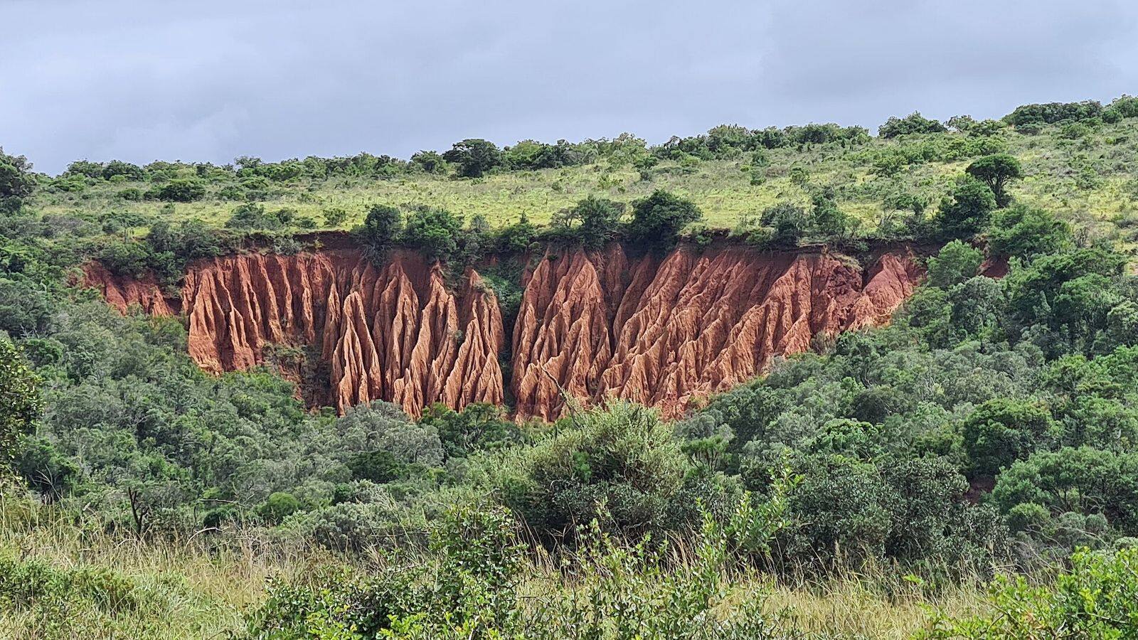 Kudde olifanten bij een waterpoel in het malariavrije Addo Elephant Park
