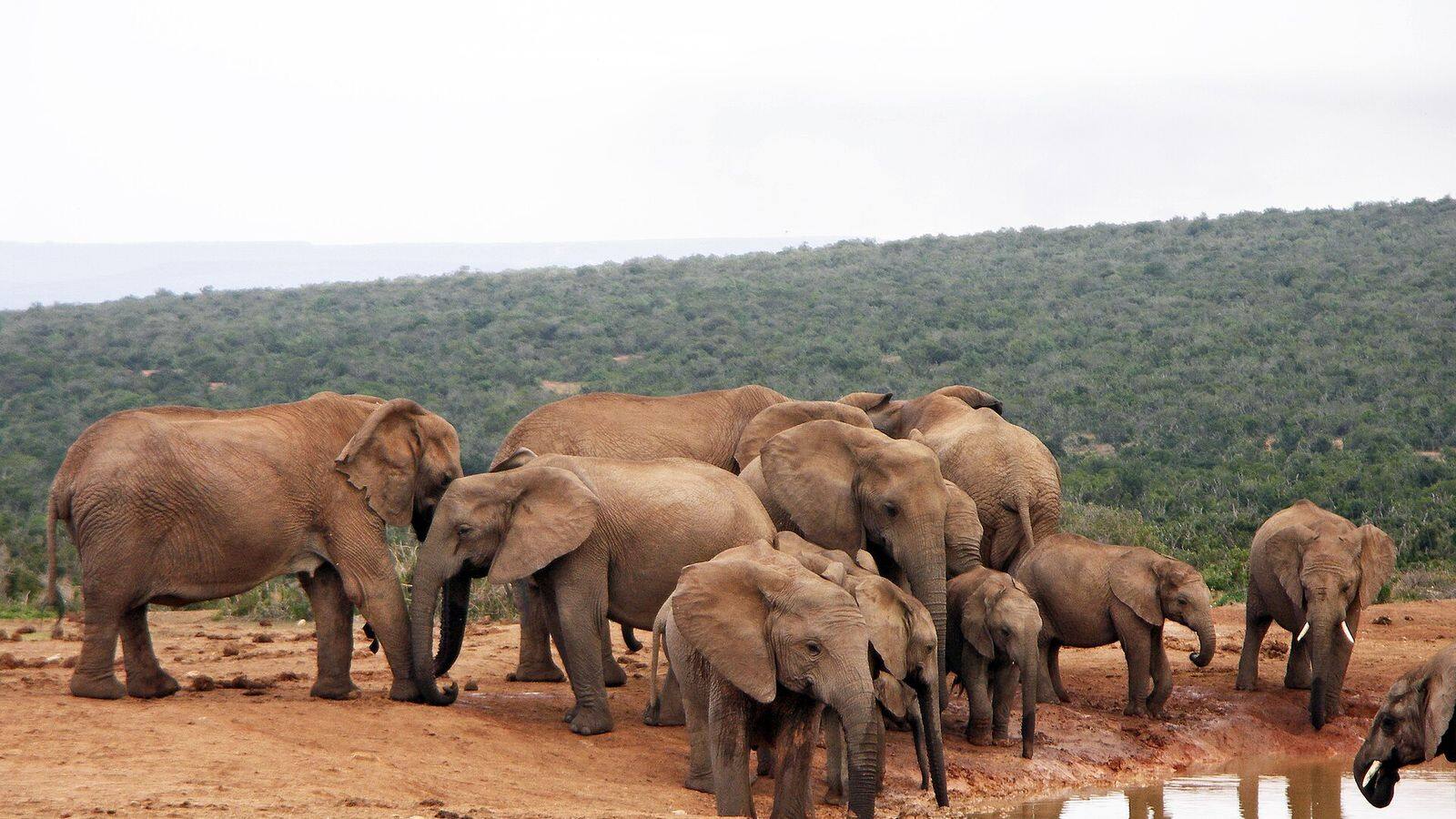 Zonsondergang achter acaciabomen in het Krugerpark