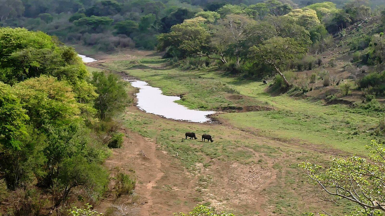 Witte neushoorn met jong op een groene helling in Hluhluwe-iMfolozi