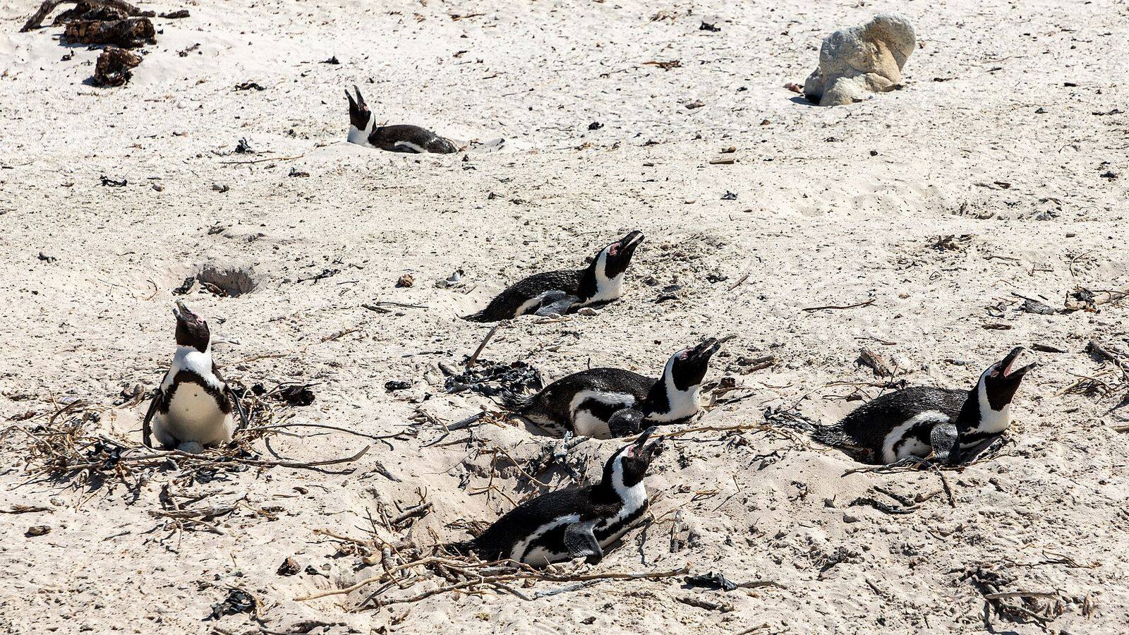 Afrikaanse pinguïns tussen de granieten rotsen van Boulders Beach