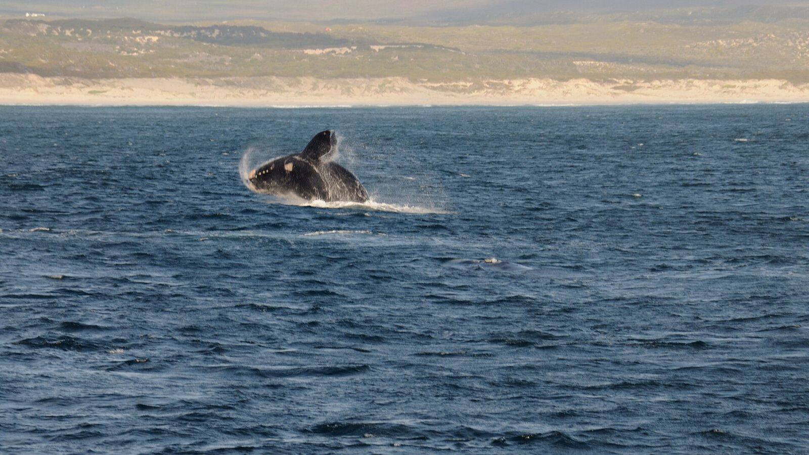Zuidkaper die met zijn staart boven het water uitkomt voor de kust van Hermanus