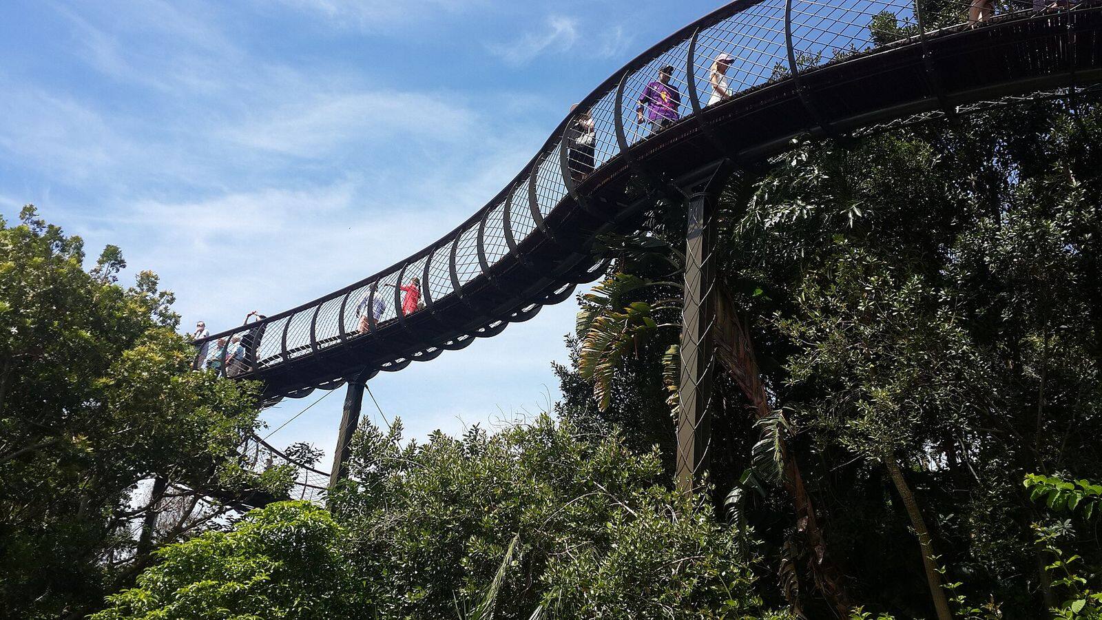 De slingerende boomkruinwandeling Boomslang in Kirstenbosch tussen de bomen