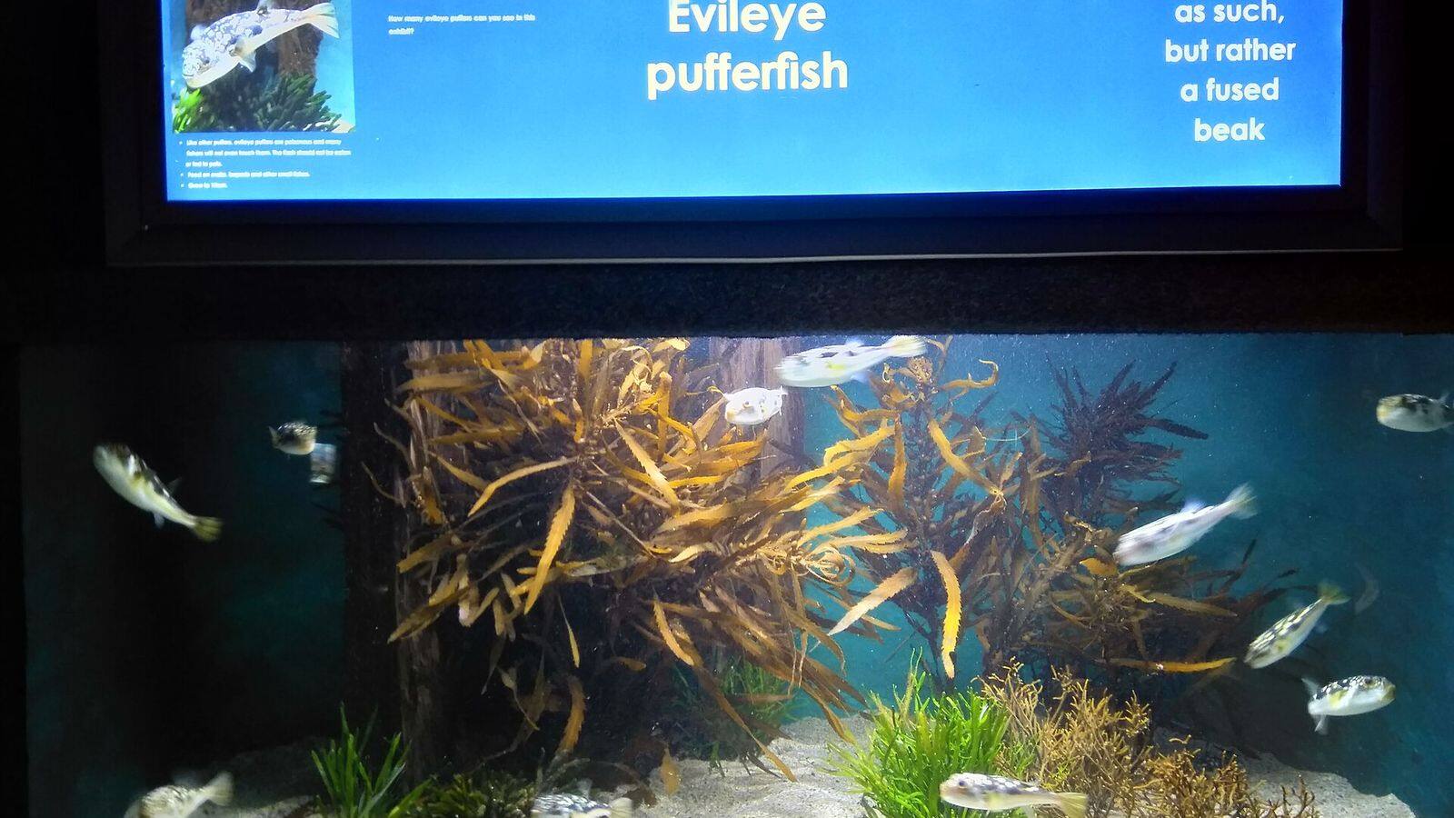Een groot aquarium met vissen en kelp in het Two Oceans Aquarium in Kaapstad