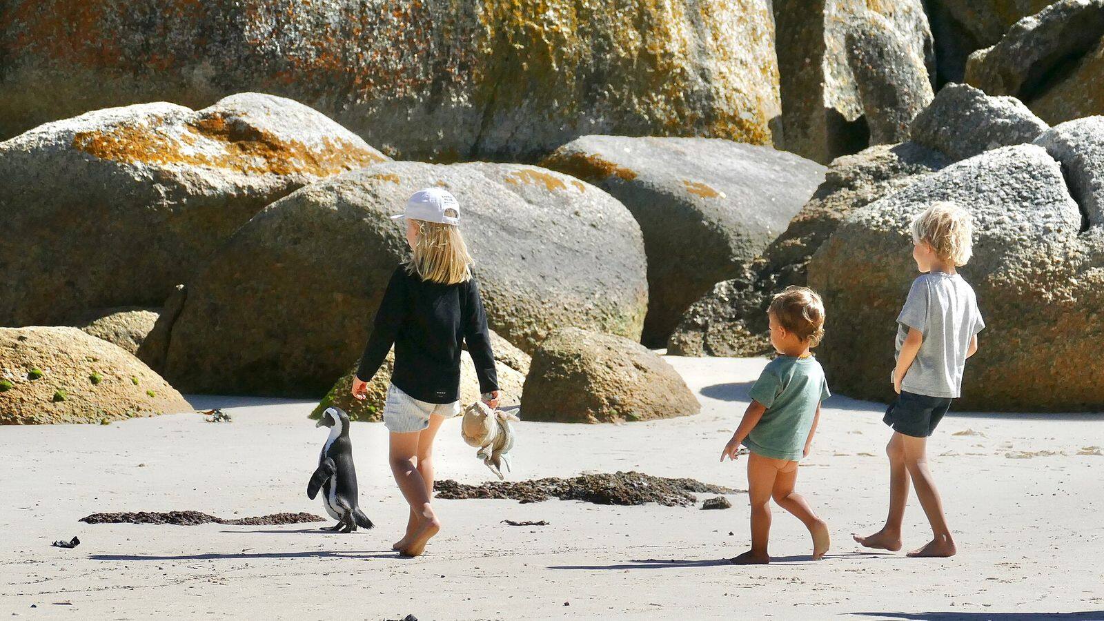Afrikaanse pinguïns op het strand van Boulders Beach met granieten rotsen