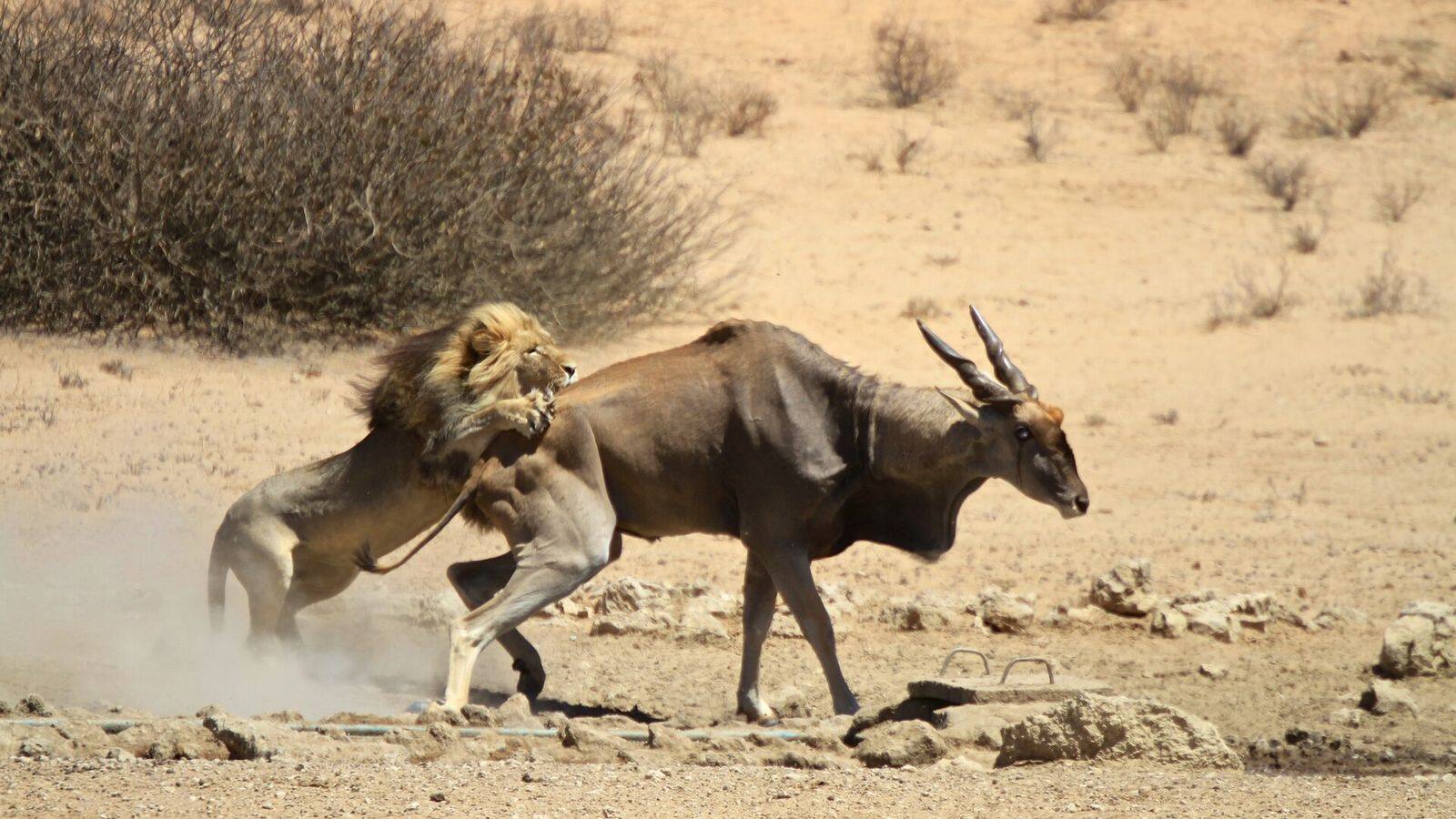Kalahari-leeuw met zwarte manen in de droge rivierbedding van de Nossob