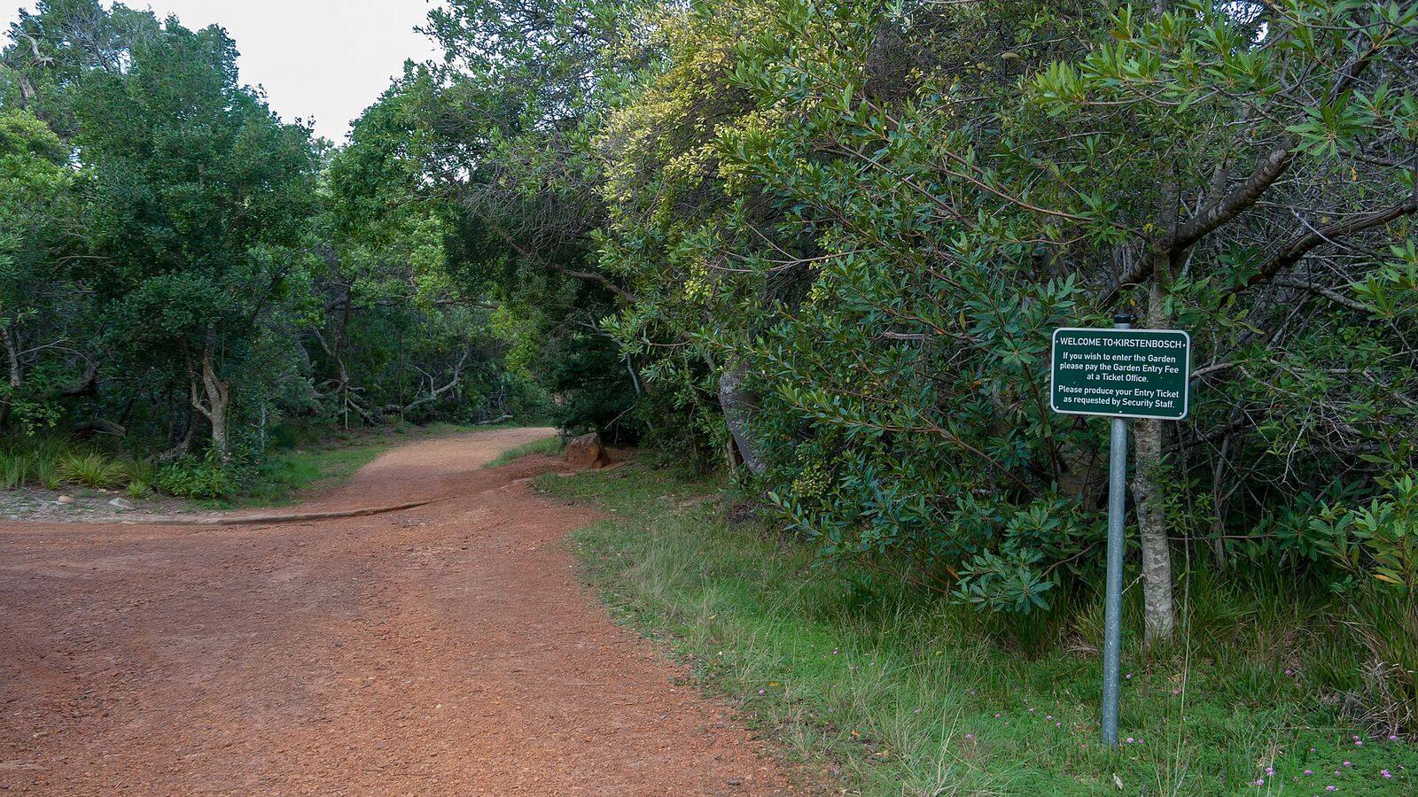 De slingerende Boomslang-boomkruinwandeling van staal en hout in Kirstenbosch