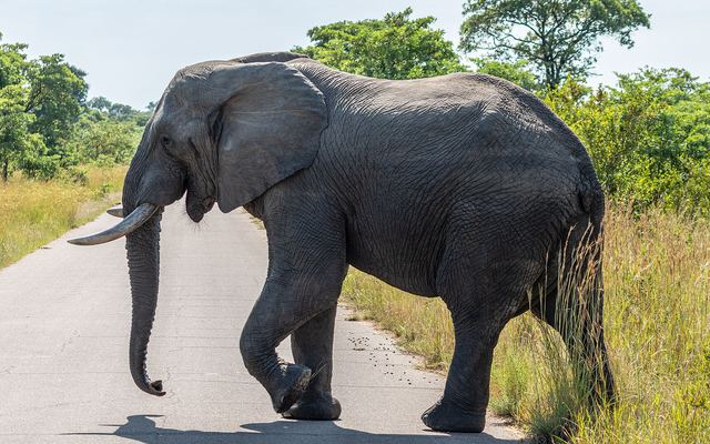 Kudde olifanten steekt een zandweg over in het Krugerpark