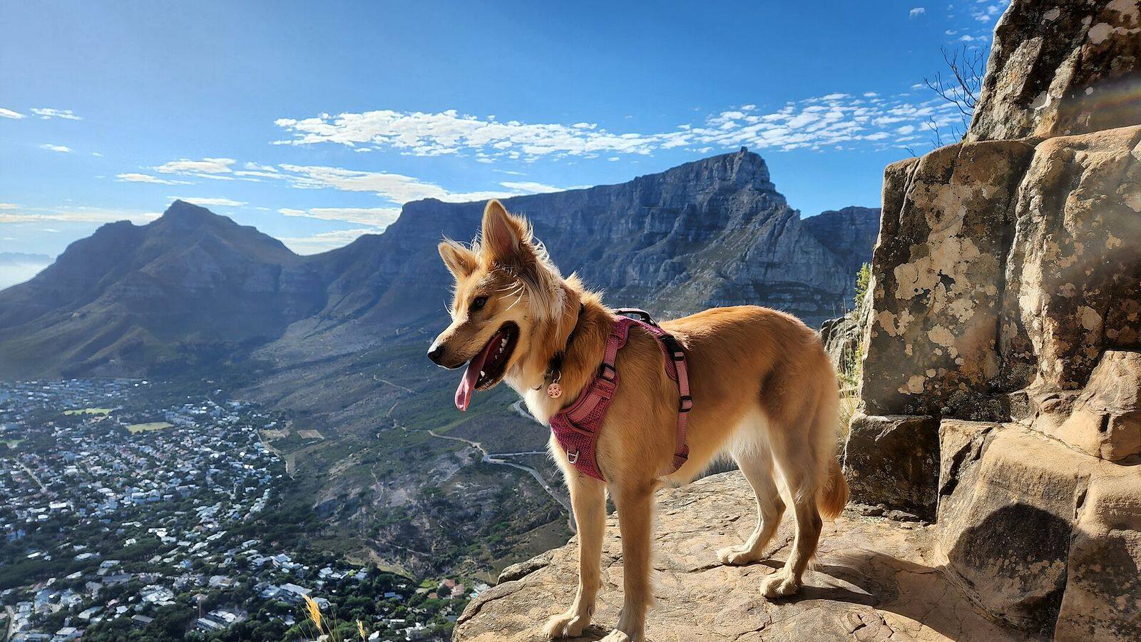 Wandelaars op het rotsachtige pad naar de top van Lion's Head