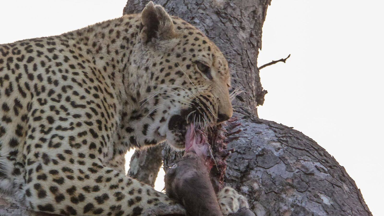 Diner in een boma rond een kampvuur bij een safarilodge