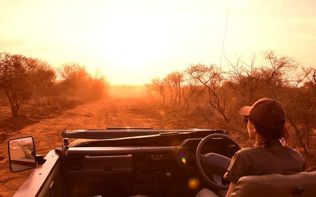 Groep Afrikaanse wilde honden in het gras van Madikwe