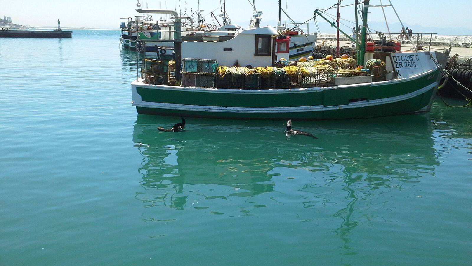 Kleurrijke vissersboten in de haven van Kalk Bay met de bergen erachter