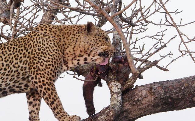 Luipaard rust op een tak van een boom in Sabi Sands