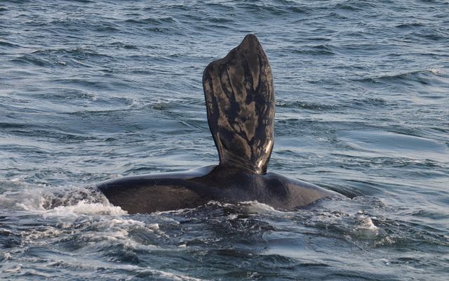 Een zuidkaper steekt zijn staart boven het water uit voor de kust van Hermanus