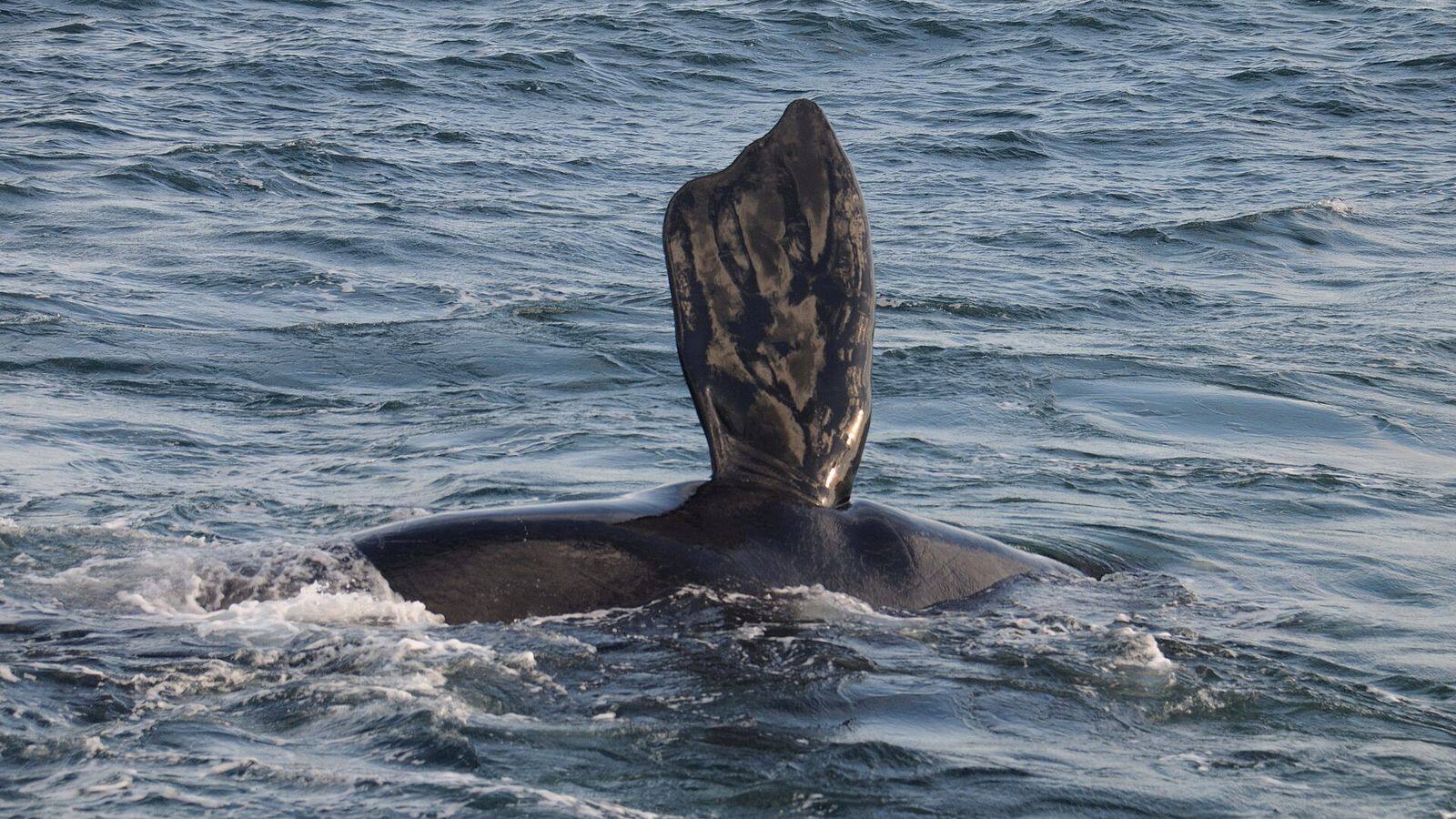 Een zuidkaper steekt zijn staart boven het water uit voor de kust van Hermanus