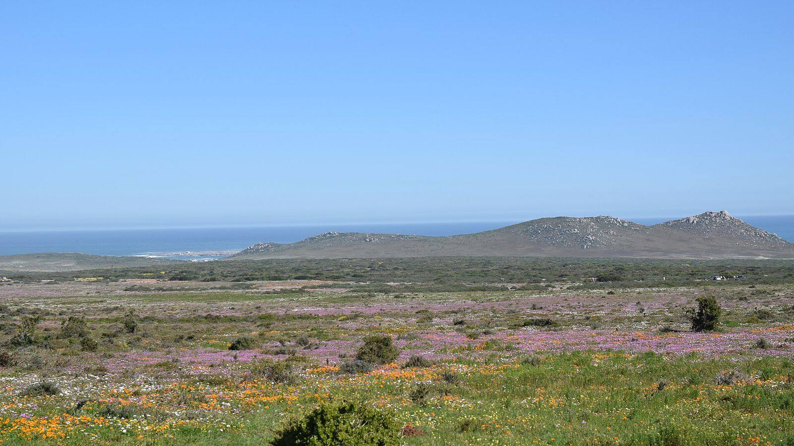 Bloeiende oranje en witte veldbloemen in het Postberg-gedeelte van West Coast National Park